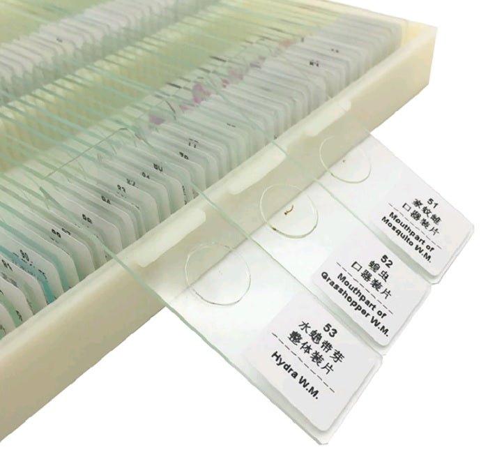 25 pc Prepared Microscope Slide Kit - Magnifying.com.au