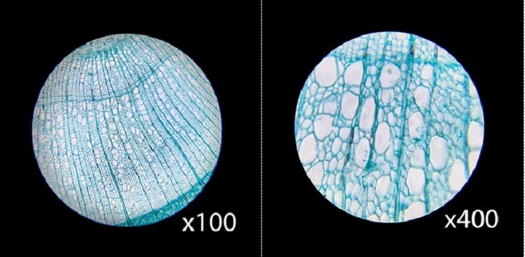 40-400X High School Microscope - Magnifying.com.au