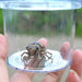 Insect Viewer - Magnifiers NZ