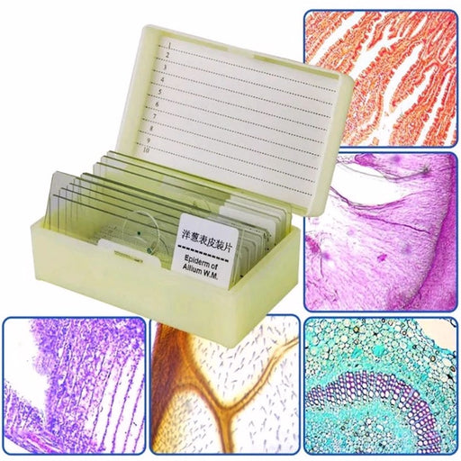10 pc Prepared Microscope Slide Kit - Magnifying.com.au 